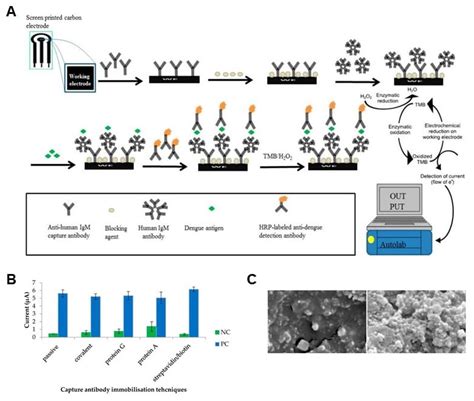 antibody biotinylation kit for elisa|one step biotinylation kit.